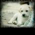 yando