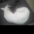 rumity_981