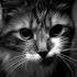 kitty
