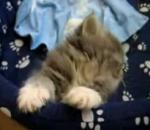 сладки котенца