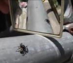 Паяк се оглежда в огледало