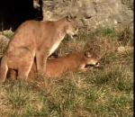 Champions de la nature - Le puma