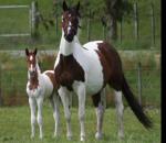 American Paint Horses